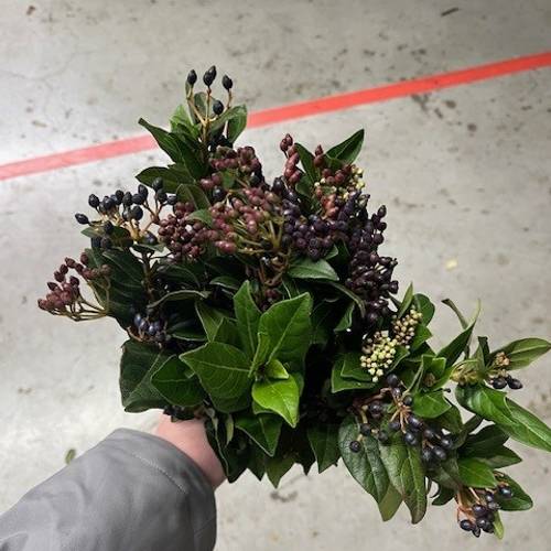 Stahlbaeren blau 50cm