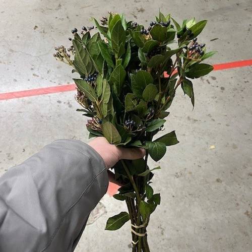 Stahlbaeren blau 50cm