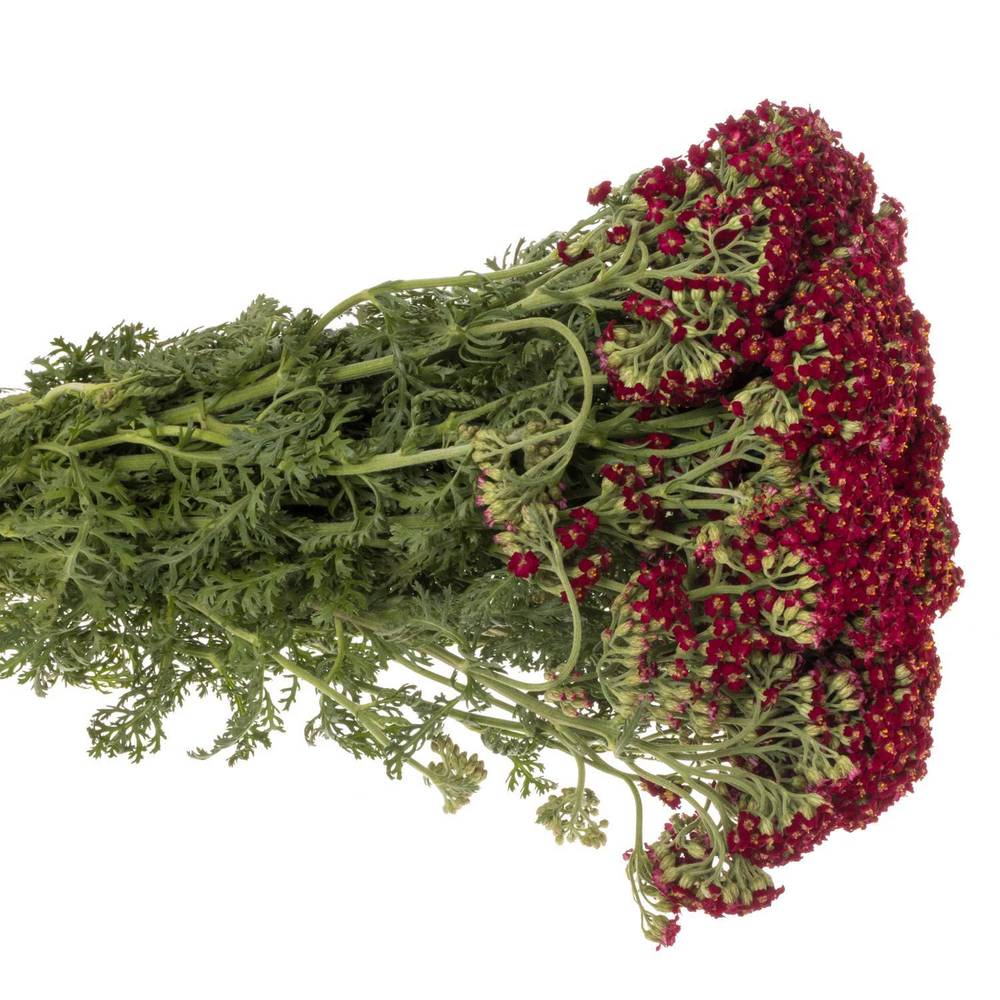 Achillea rot Paprika 50cm