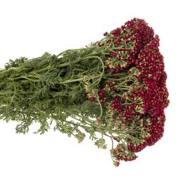 Achillea rot Paprika 50cm