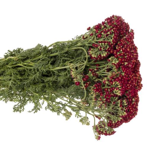 Achillea rot Paprika 50cm