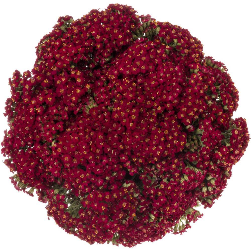 Achillea rot Paprika 50cm
