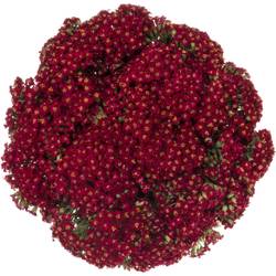 Achillea rot Paprika 50cm