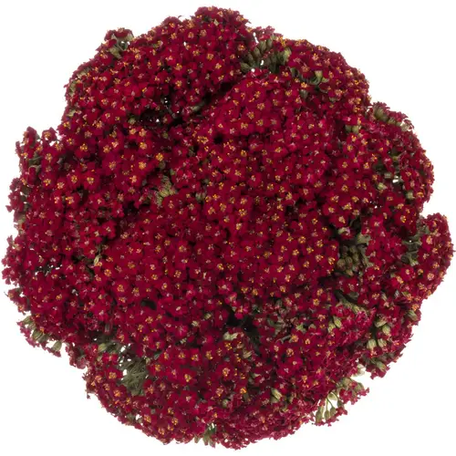 Achillea rot Paprika 50cm