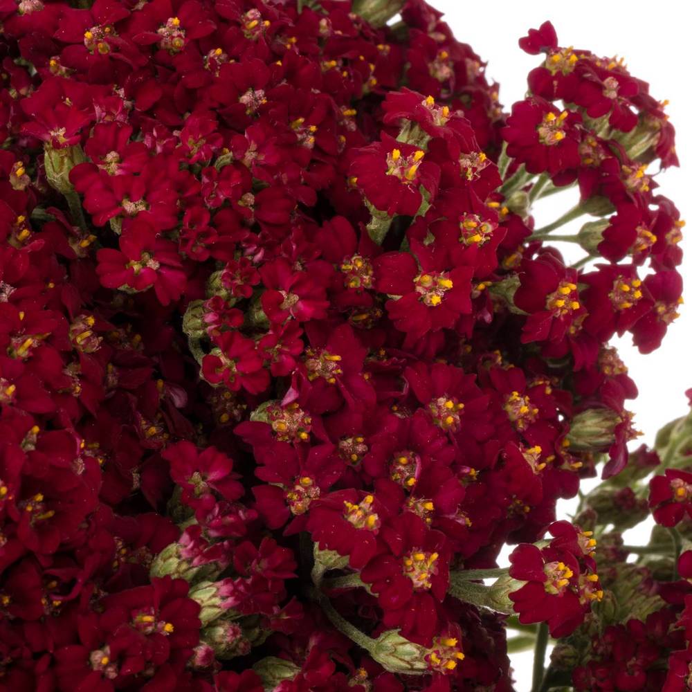 Achillea rot Paprika 50cm
