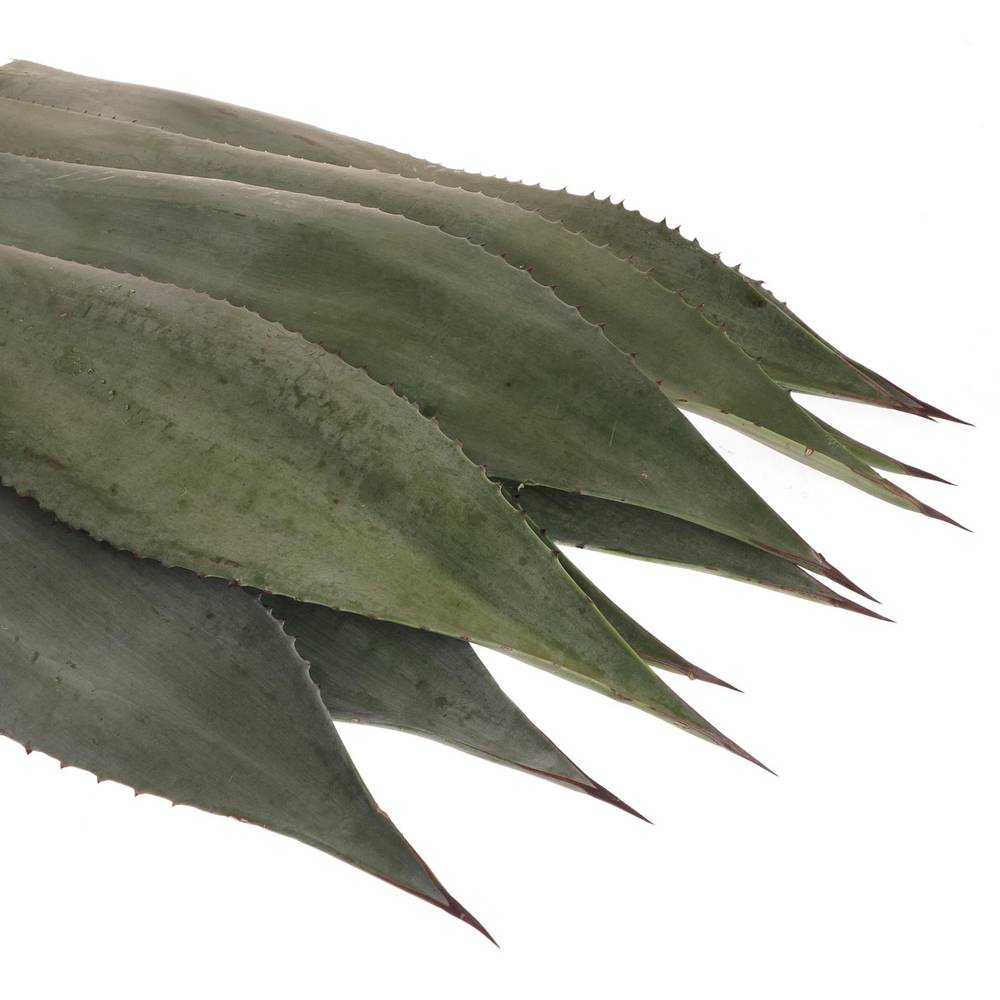 Agave Blatter  70cm