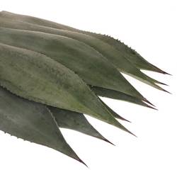 Agave Blatter  70cm