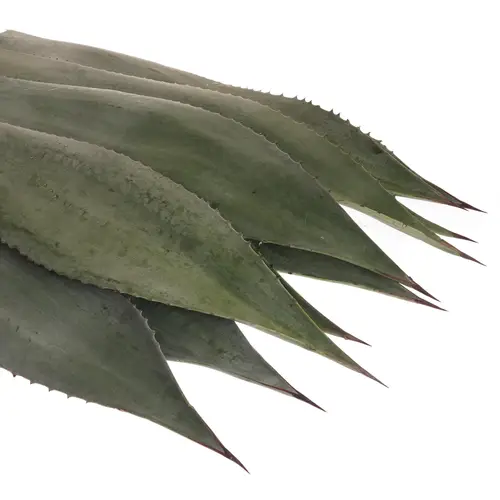 Agave Blatter  70cm