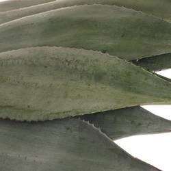 Agave Blatter  70cm
