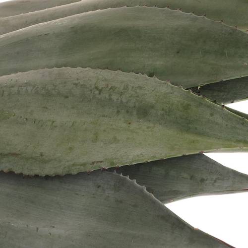 Agave Blatter  70cm