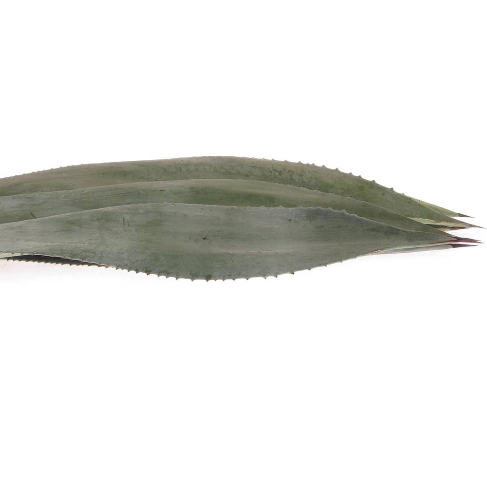 Agave Blatter  70cm