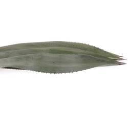 Agave Blatter  70cm