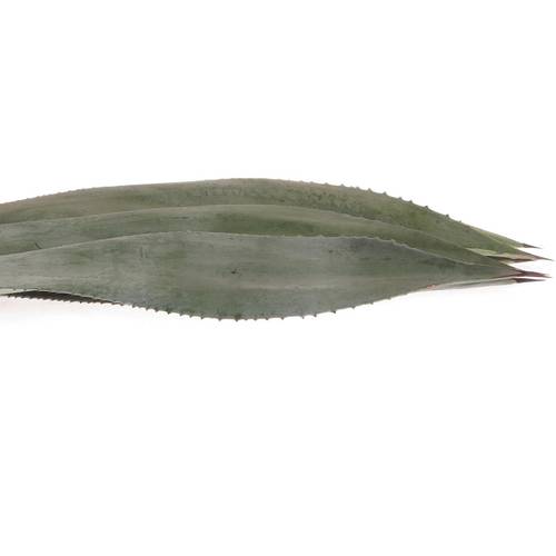 Agave Blatter  70cm