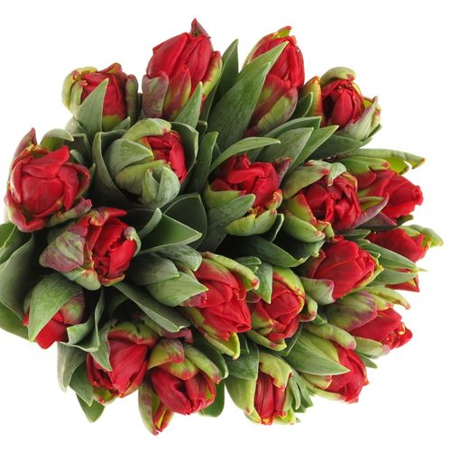 Tulpe rot doppel Rococo Triflor 36 Gramm