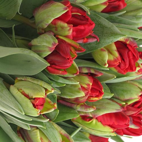 Tulpe rot doppel Rococo Triflor 36 Gramm