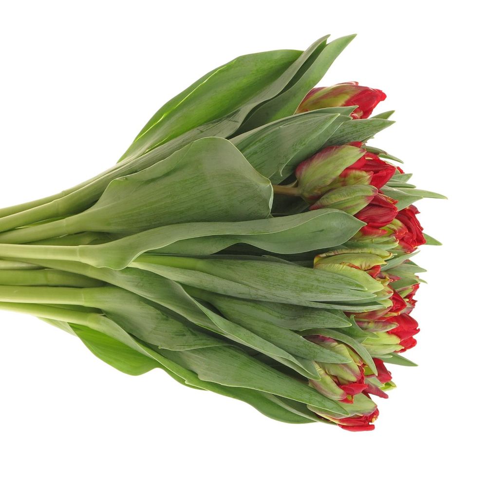 Tulpe rot doppel Rococo Triflor 36 Gramm