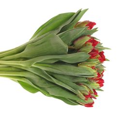Tulpe rot doppel Rococo Triflor 36 Gramm