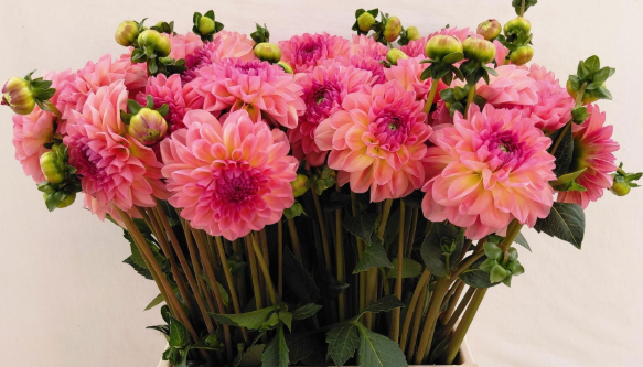 Dahlia lachs Salmon queen 50cm