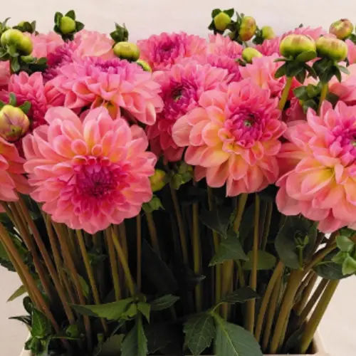 Dahlia lachs Salmon queen 50cm