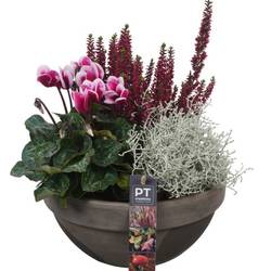 Garten.Arr PTHO4264 Herbst T23 H031