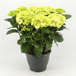 Hortensie Caipiranha T23 H50