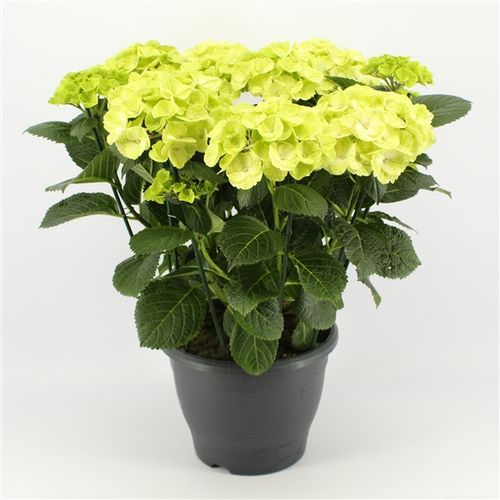 Hortensie Caipiranha T23 H50