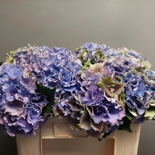 Hortensie milka Royal Sun Bol 18cm 50cm