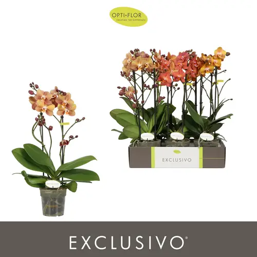 Phal.2-R mix Gold Exclusivo T12 H045