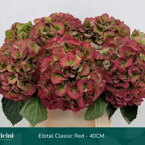 Hortensie rot/grün Elbtal classic Bol 16cm 50cm