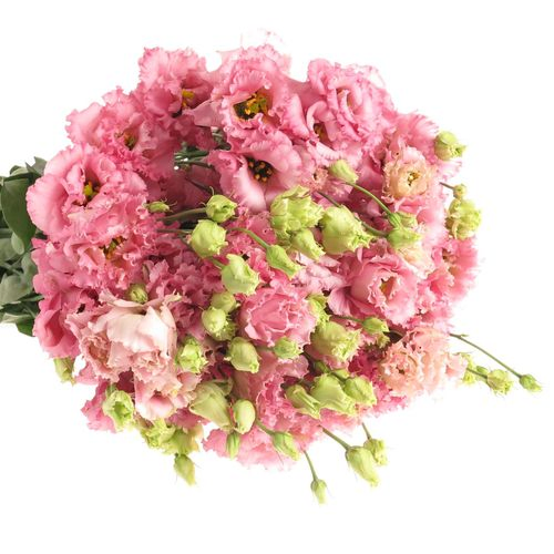 Lisianthus rosa Alissa 5+Blüte 74cm
