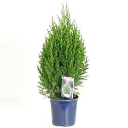 Juniperus Stricta 17 T17 H065