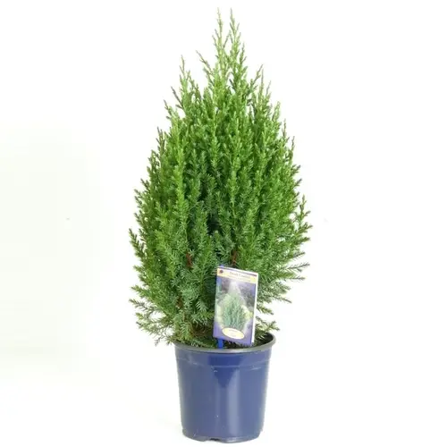 Juniperus Stricta 17 T17 H065