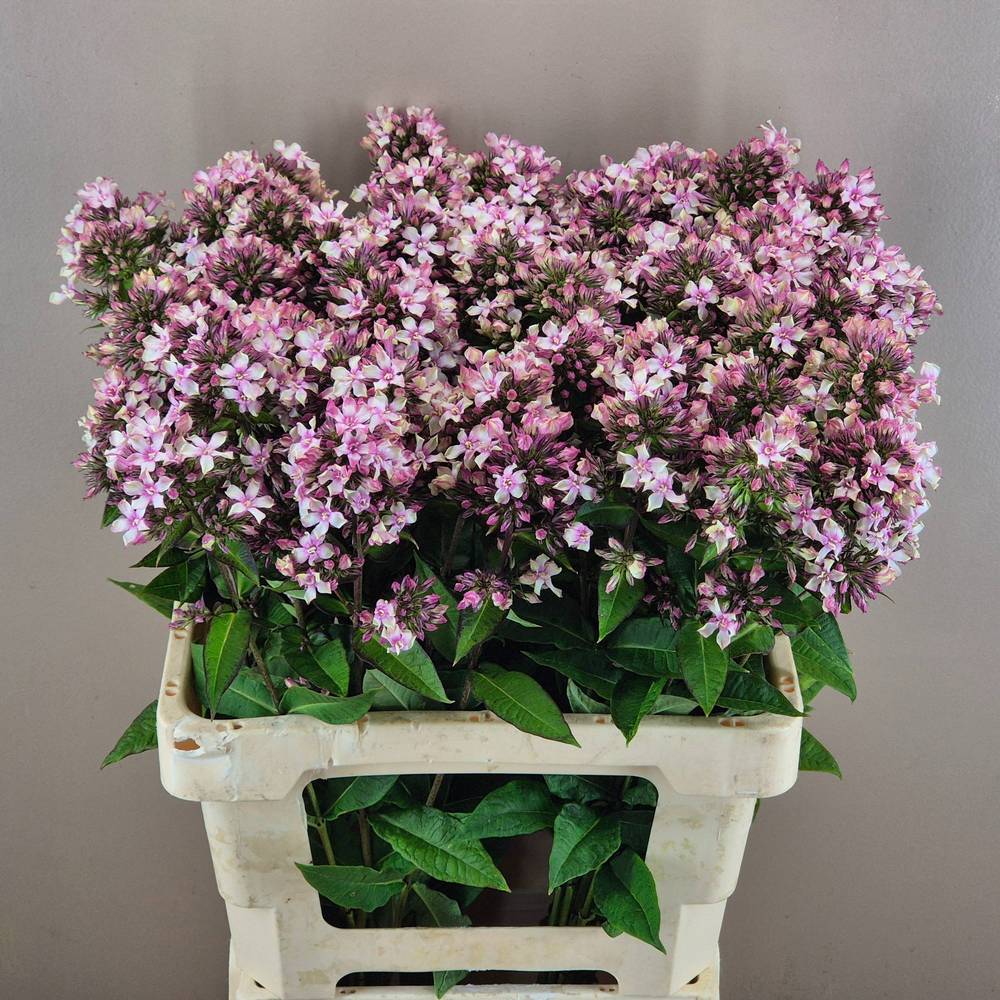 Phlox rosa Vintage 60cm