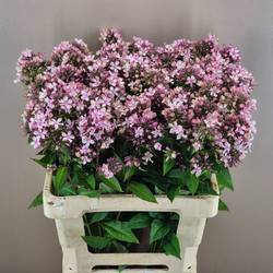 Phlox rosa Vintage 60cm