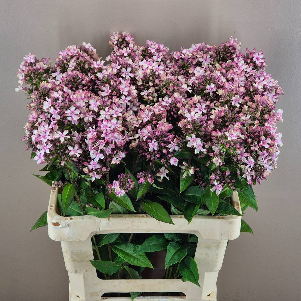 Phlox rosa Vintage 60cm