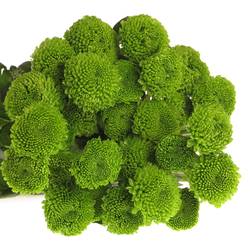 Chrys.Tros grün Feeling 75 Gramm 70cm