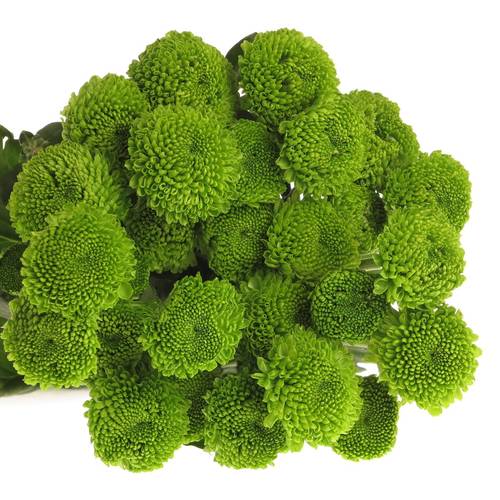 Chrys.Tros grün Feeling 75 Gramm 70cm