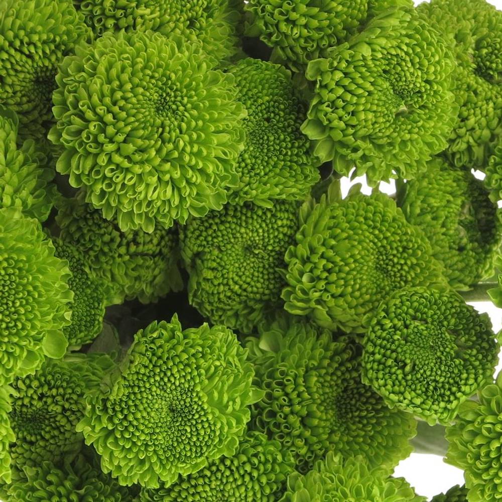 Chrys.Tros grün Feeling 75 Gramm 70cm