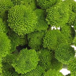 Chrys.Tros grün Feeling 75 Gramm 70cm