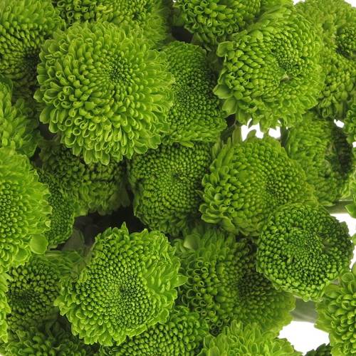 Chrys.Tros grün Feeling 75 Gramm 70cm