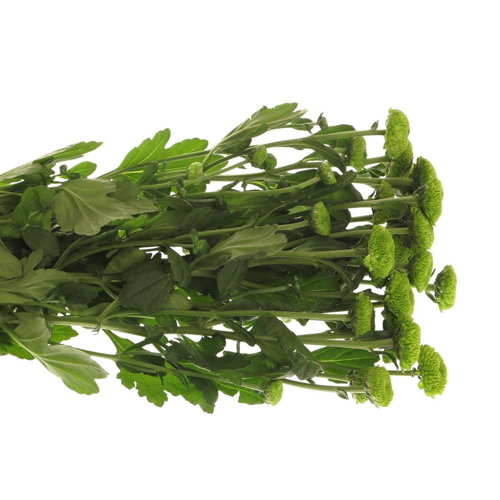 Chrys.Tros grün Feeling 75 Gramm 70cm