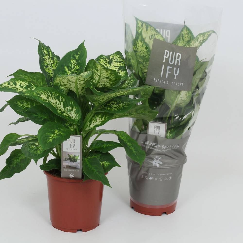 Dieffenbachia Compacta T17 H55