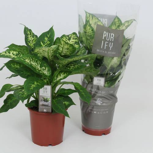 Dieffenbachia Compacta T17 H55
