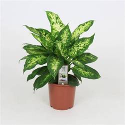 Dieffenbachia Compacta T17 H55