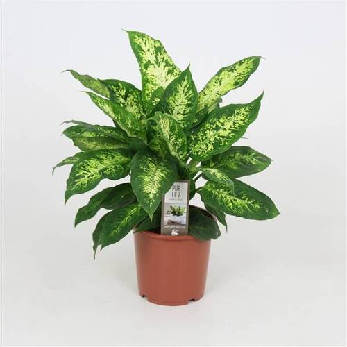 Dieffenbachia Compacta T17 H55