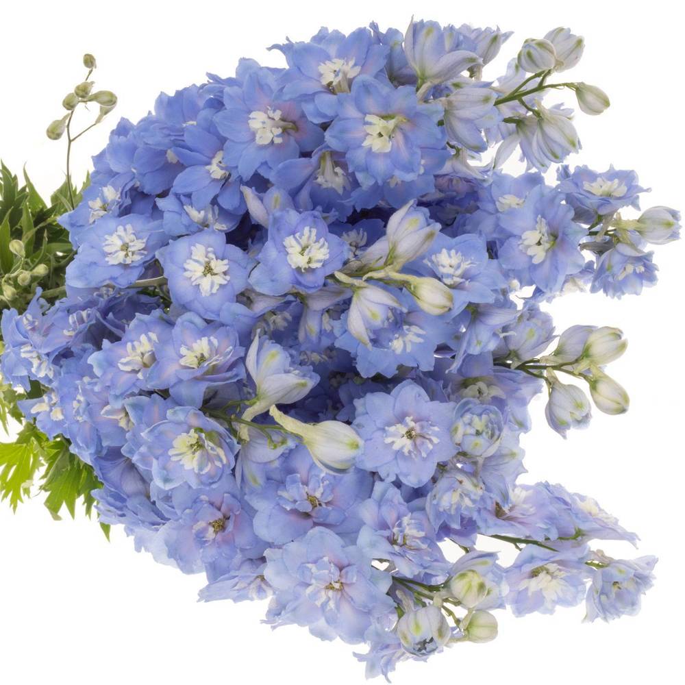 Delphinium blau ocean Blue 110cm