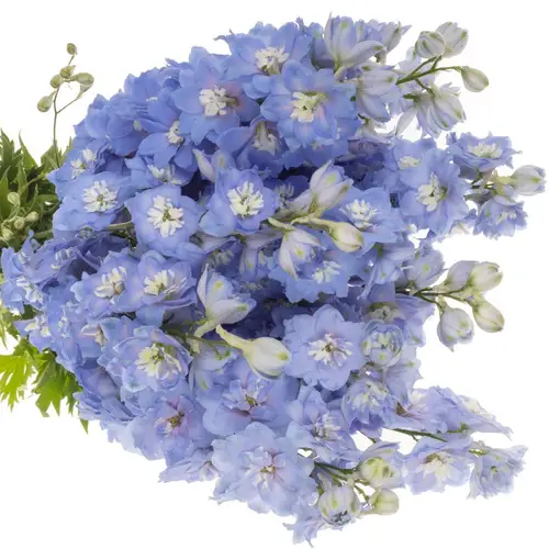 Delphinium blau ocean Blue 110cm