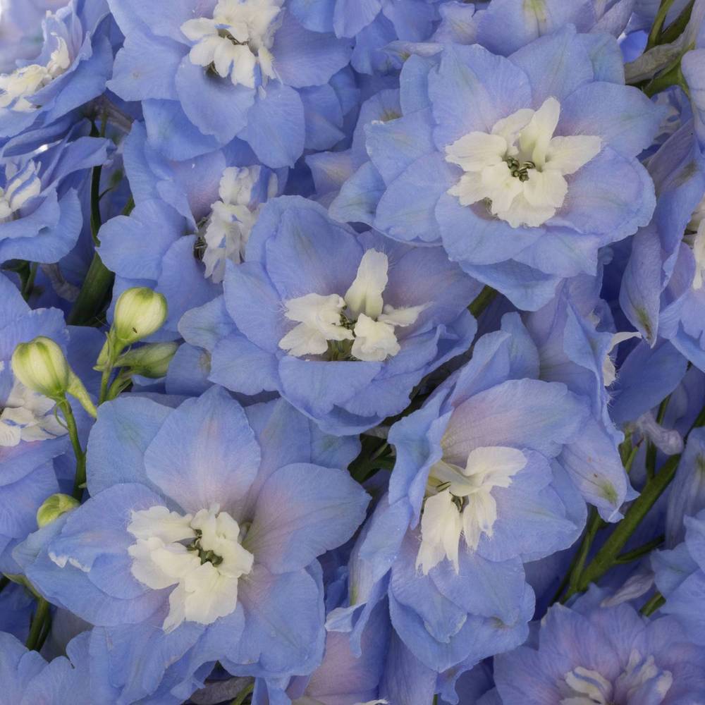 Delphinium blau ocean Blue 110cm