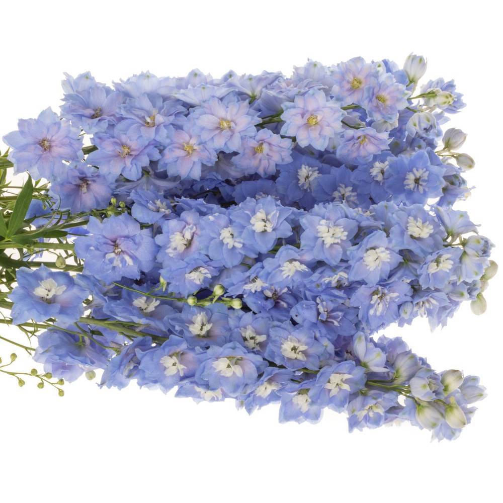 Delphinium blau ocean Blue 110cm