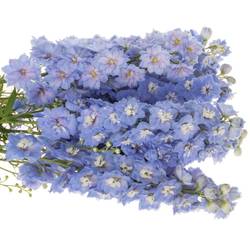 Delphinium blau ocean Blue 110cm